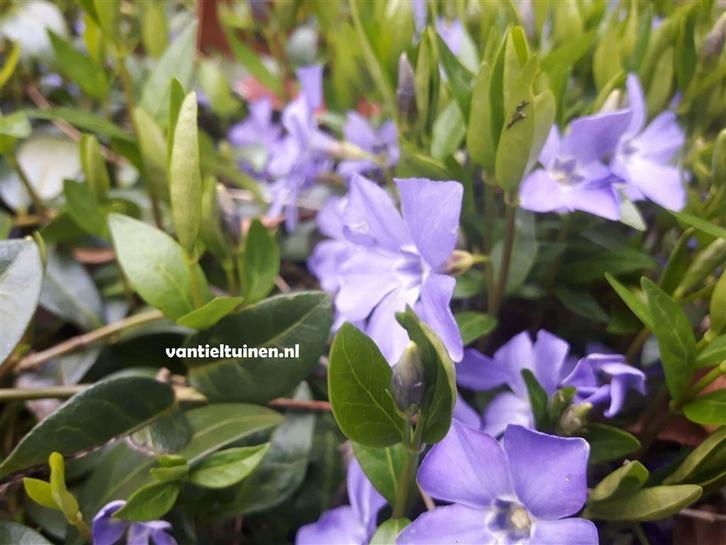 Bodembedekker Vinca minor, of kleine blauwe maagdenpalm, Tuin en Terras, Planten | Tuinplanten, Overige soorten, Halfschaduw, Zomer
