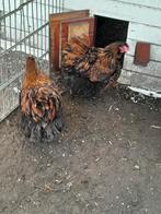 Orpington groot, Dieren en Toebehoren, Pluimvee, Meerdere dieren, Kip