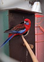 Pennant Rosella pop, Dieren en Toebehoren, Vogels | Parkieten en Papegaaien, Vrouwelijk, Parkiet