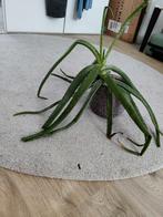 aloe vera plant, Huis en Inrichting, Kamerplanten, Ophalen, Overige soorten, Minder dan 100 cm