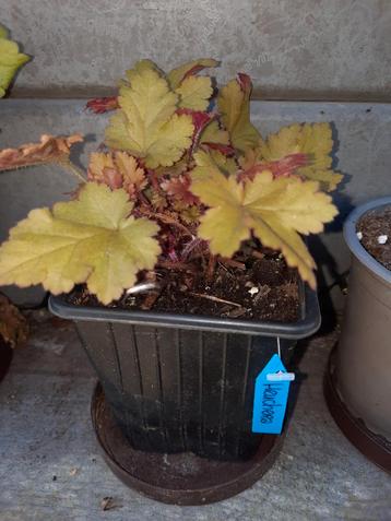 Heuchera beschikbaar voor biedingen
