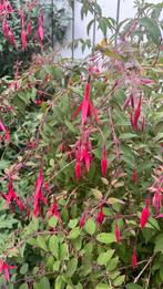 Fuchsia magellanica 120cm / plant, Ophalen, Overige soorten, Halfschaduw