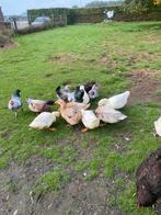 Te koop sakseneenden, Dieren en Toebehoren, Pluimvee, Meerdere dieren, Eend