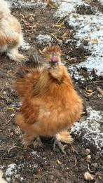 Usa zijdehoen haan gratis, Dieren en Toebehoren, Mannelijk, Kip