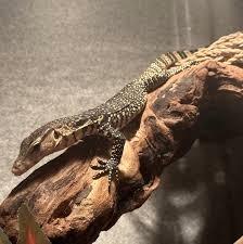 Varanus Salvator beschikbaar voor biedingen