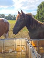 Leuke tinker/fries. Barock pinto papier, Dieren en Toebehoren, Paarden, Merrie, Minder dan 160 cm, 0 tot 2 jaar