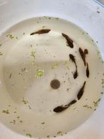 Lda16, Vis, Zoetwatervis