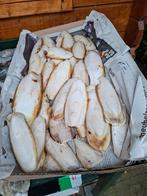 Doos Sepia, Dieren en Toebehoren, Ophalen of Verzenden, Overige typen