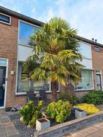 Palmboom te koop groot en iedereen jaar in bloei, Ophalen, Zomer, Volle zon, Palmboom