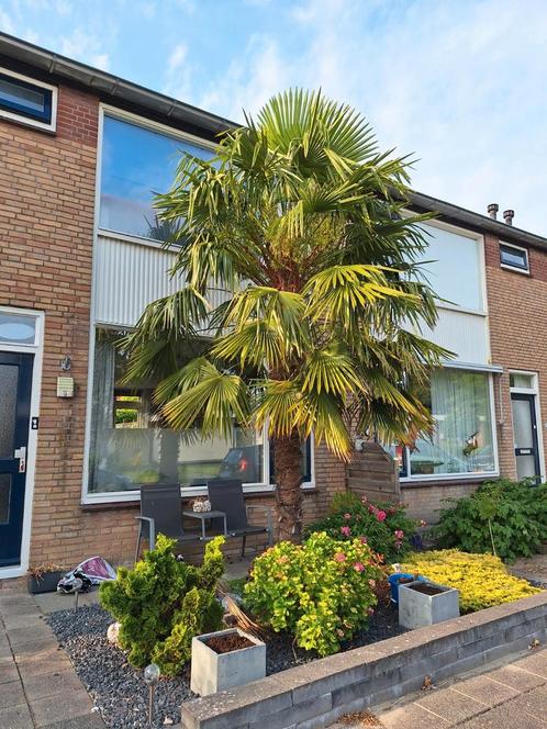 Palmboom te koop groot en iedereen jaar in bloei, Tuin en Terras, Planten | Bomen, Palmboom, Volle zon, Zomer, Ophalen