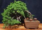 Juniperus chinensis bonsai, Volle zon, Bloeit niet, Minder dan 100 cm, Overige soorten