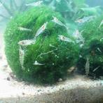 NEO CARIDINA GARNALEN OP LEIDINGWATER,  ZIE OMSCHRIJVING, Kreeft, Krab of Garnaal