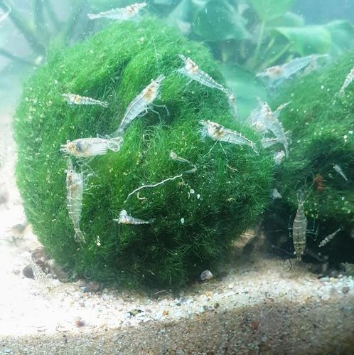 NEO CARIDINA GARNALEN OP LEIDINGWATER,  ZIE OMSCHRIJVING, Dieren en Toebehoren, Vissen | Aquariumvissen, Kreeft, Krab of Garnaal