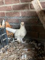 Sabelpoot kriel (bijna wit), Dieren en Toebehoren, Pluimvee, Meerdere dieren, Kip