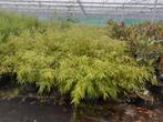 Fragesia 1.20m hoog, Ophalen, Bamboe, 100 tot 250 cm