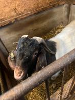 Boerbok Hugo NOG en ANBG papieren, Dieren en Toebehoren, Mannelijk, Geit, 0 tot 2 jaar