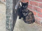 Kittens, Meerdere dieren, Kortharig, 0 tot 2 jaar