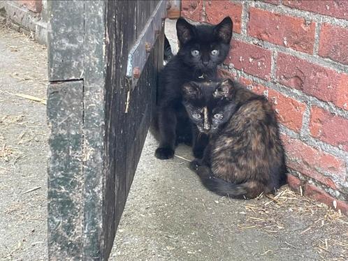 Kittens, Dieren en Toebehoren, Katten en Kittens | Overige Katten, Kortharig, Meerdere dieren, 0 tot 2 jaar