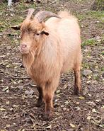 Aangeboden mooie dwergbokje voor het dekken, Dieren en Toebehoren, Schapen, Geiten en Varkens, Mannelijk, Geit
