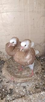 Te koop sierduiven Oudhollands kapucijnen duiven, Meerdere dieren, Overige soorten