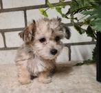 Drie kleine schatjes, Dieren en Toebehoren, Honden | Chihuahua's en Gezelschapshonden, Poedel, Parvo, 8 tot 15 weken, Meerdere