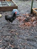 Jonge Australorp Haan (kriel), Dieren en Toebehoren, Pluimvee, Mannelijk, Kip