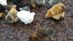Broedeieren van mooie grote bebaarde zijdehoen div kleuren, Dieren en Toebehoren, Geslacht onbekend, Kip
