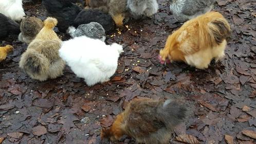 Broedeieren van mooie grote bebaarde zijdehoen div kleuren, Dieren en Toebehoren, Pluimvee, Kip, Geslacht onbekend