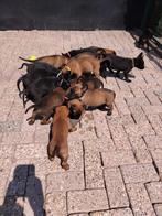 Mechelse herder, Dieren en Toebehoren, 8 tot 15 weken, Meerdere, Meerdere dieren, Herder