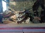 Tropheus moori kasakalawe, Dieren en Toebehoren, Vissen | Aquariumvissen