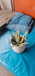 Agave Americana, Ophalen, Bloeit niet, Overige soorten, Volle zon