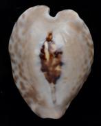 Schelpen: Cypraea teulerei 48,5mm (Gem-), Ophalen of Verzenden, Schelp(en)