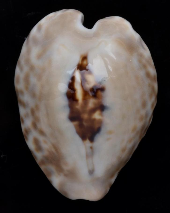 Schelpen: Cypraea teulerei 48,5mm (Gem-), Verzamelen, Mineralen en Fossielen, Schelp(en), Ophalen of Verzenden