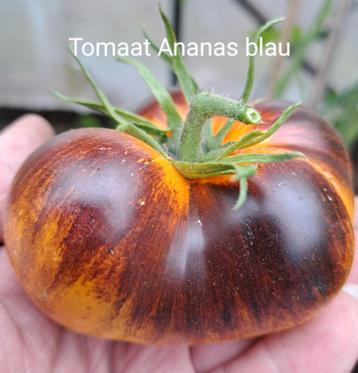 Zaden tomaat Ananas blau beschikbaar voor biedingen