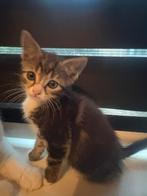 Kittens zoeken een warm thuis, Dieren en Toebehoren, Ontwormd