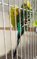 Koppel Engelse grasparkieten, Dieren en Toebehoren, Vogels | Parkieten en Papegaaien, Meerdere dieren, Parkiet, Geringd