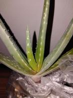 Aloe Vera Plant, Ophalen, Volle zon, Minder dan 100 cm