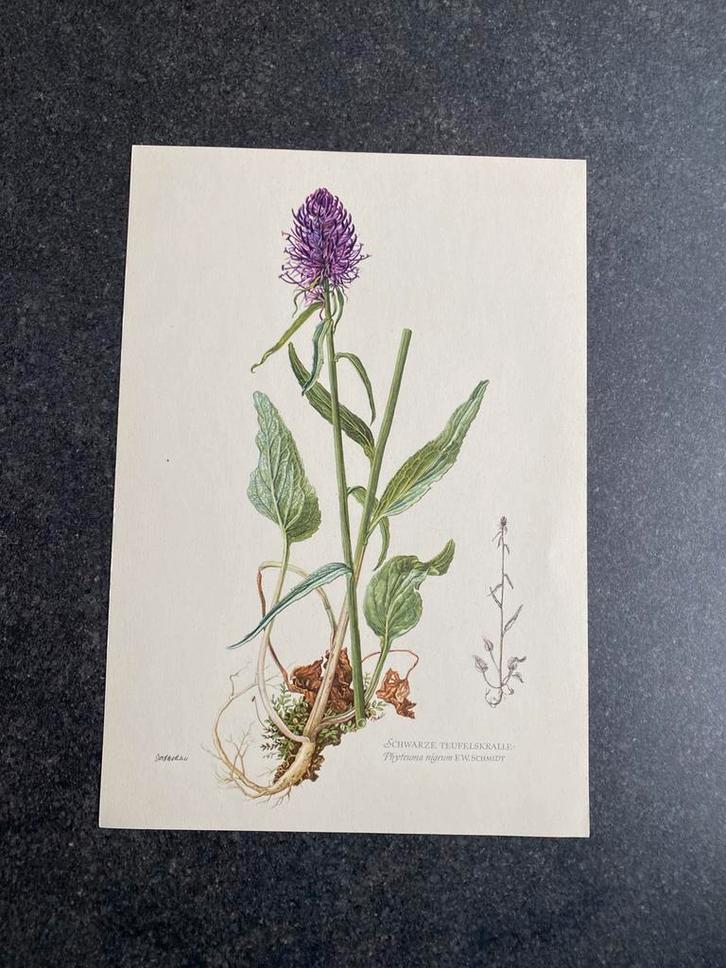 10 prenten bloemen/planten 16,5x24 samen 20 euro  oa aster, Antiek en Kunst, Antiek | Schoolplaten, Natuur en Biologie, Ophalen of Verzenden
