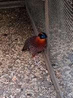 Div. FAZANTEN,PAUWEN,PARELHOENDERS, SONNERAT,zie advertentie, Meerdere dieren, Geringd