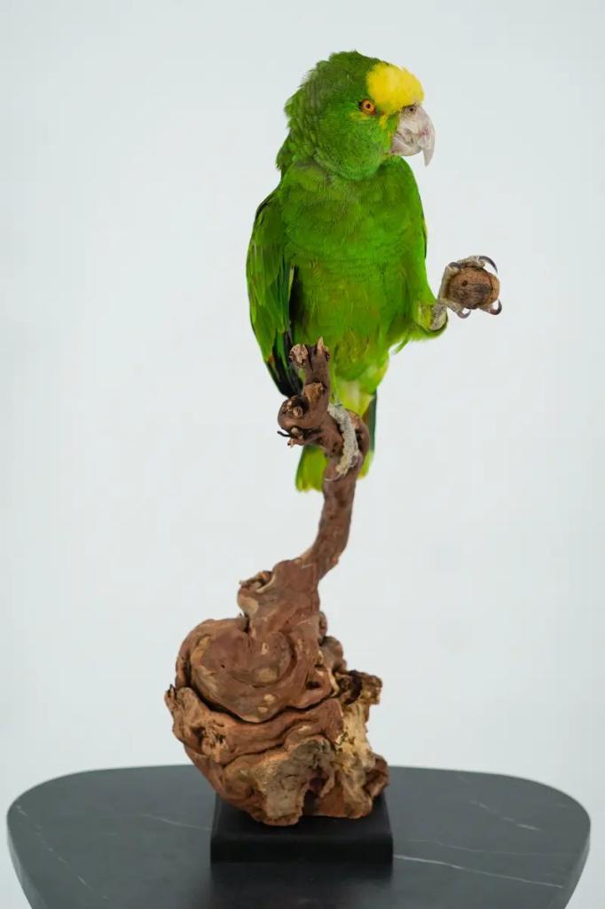 Opgezette Geelvoorhoofdamazone op Tak - Wildernis Atelier, Verzamelen, Dierenverzamelingen, Nieuw, Opgezet dier, Ophalen of Verzenden