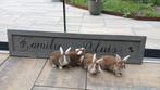 Jonge konijnen, Dieren en Toebehoren, Konijnen, Meerdere dieren, Groot, Hangoor