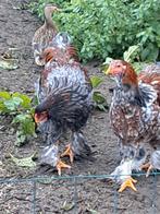 Brahma, Dieren en Toebehoren, Pluimvee, Mannelijk, Kip