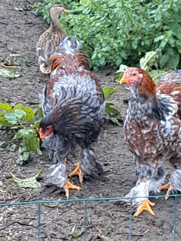 Brahma beschikbaar voor biedingen