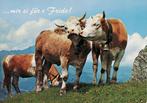 3 Rood bonte koeien  uit Zwitserland 67, Verzamelen, Ansichtkaarten | Dieren, Ophalen of Verzenden, 1980 tot heden, Ongelopen