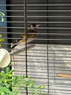 Bloemputter pop, Dieren en Toebehoren, Vogels | Overige Vogels, Vrouwelijk, Tropenvogel