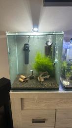 Dennerle 60L nano cube / Compleet garnalen, Dieren en Toebehoren, Vissen | Aquaria en Toebehoren, Ophalen, Zo goed als nieuw, Gevuld zoetwateraquarium