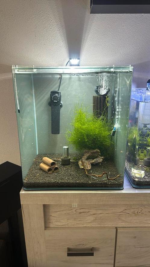 Dennerle 60L nano cube / Compleet garnalen, Dieren en Toebehoren, Vissen | Aquaria en Toebehoren, Zo goed als nieuw, Gevuld zoetwateraquarium