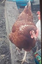 Bruine kippen, Vrouwelijk, Kip