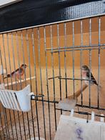 Kapoetsensijzen, Dieren en Toebehoren, Vogels | Overige Vogels, Meerdere dieren, Geringd