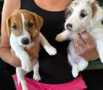ATe koop: Jack Russel pups vakantie prijs, Dieren en Toebehoren, Honden | Jack Russells en Terriërs, Jack Russell Terriër, 8 tot 15 weken